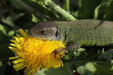 Green lizard lacerta viridis in summer garden. Small reptile outdoor
