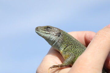 Green lizard lacerta viridis in summer garden. Small reptile outdoor in the palm
