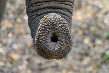 Close view of a baby elephant's trunk