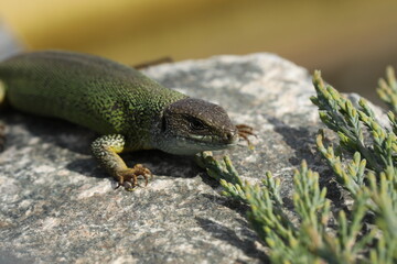 Green lizard lacerta viridis in summer garden. Small reptile outdoor