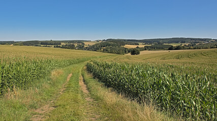 Fototapeta na wymiar Dirtroad along corn fields, on a sunny summer day in Ardennes, Wallonia, Belgium, with hils with forests in the background