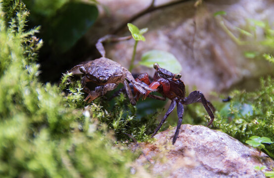 Geosesarma Vampire Crabs Fighting