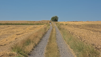 Fototapeta premium Dirtroad between meadows in the wallonian countryside.