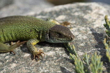 Green lizard lacerta viridis in summer garden. Small reptile outdoor