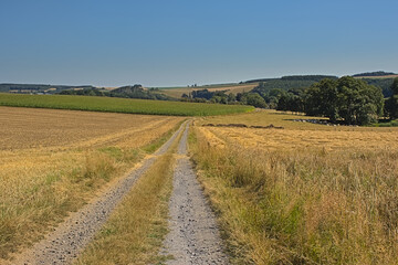 Fototapeta na wymiar Dirtroad between meadows in the wallonian countryside.
