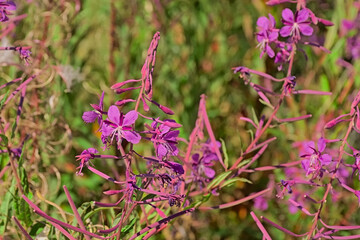 Pink loosestrife flowers closeup - Lythrum salicaria. 