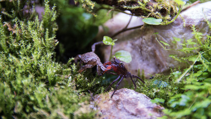 Geosesarma Vampire Crabs Fighting