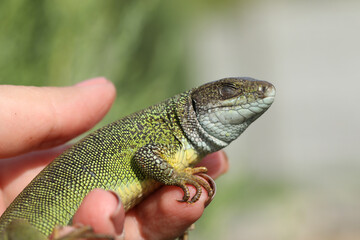 Green lizard lacerta viridis in summer garden. Small reptile outdoor in the palm