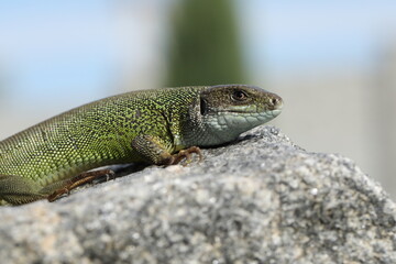Green lizard lacerta viridis in summer garden. Small reptile outdoor