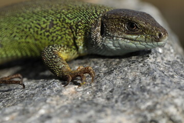 Green lizard lacerta viridis in summer garden. Small reptile outdoor