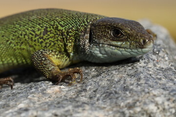 Green lizard lacerta viridis in summer garden. Small reptile outdoor