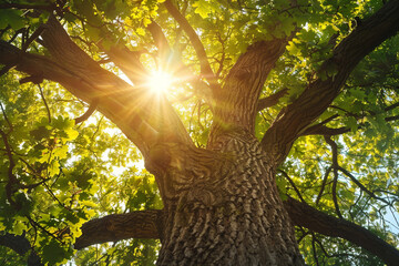 Sunlight filtering through the leaves of a tall, majestic oak tree.