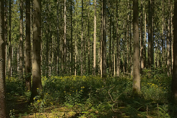Sunny pine forest in Ardennes near Saint Hubert, Wallonia, Belgium 