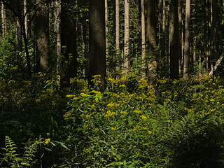 Sunny bright yellow wood ragwort flowers in the woods of Ardennes, Luxembourg, Wallonia, Belgium 