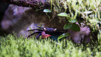 Geosesarma vampire crab with one claw missing