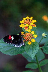Butterfly on a flower - heliconius
