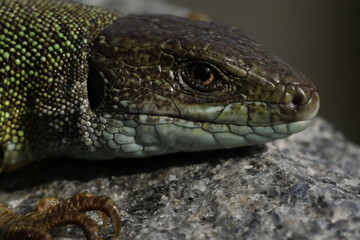 Green lizard lacerta viridis in summer garden. Small reptile outdoor