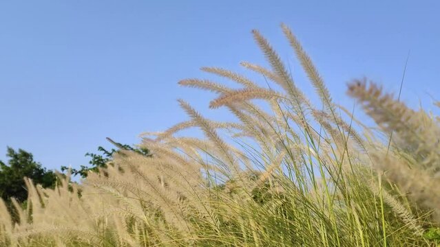 Imperata is a small but widespread genus of tropical and subtropical grasses, commonly known as satintails. /The white grass flowers swayed violently.