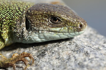 Green lizard lacerta viridis in summer garden. Small reptile outdoor