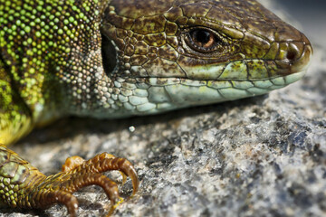 Green lizard lacerta viridis in summer garden. Small reptile outdoor