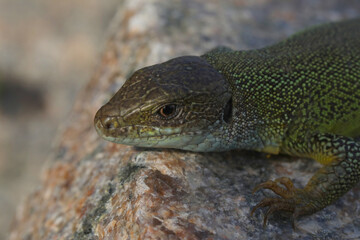 Green lizard lacerta viridis in summer garden. Small reptile outdoor