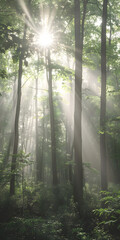 Floresta tranquila com luz solar filtrando entre as folhas