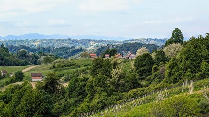 Beautiful green landscape, vineyards and houses at Klenice, Croatia, Hrvatsko zagorje, agricultural...