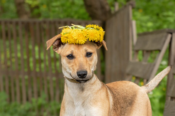 Dog with dandelions.Outdoors portrait of dog with a circlet of yellow dandelions in summer time.