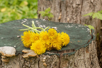 Yellow dandelions.Bouquet of dandelions.Spring flowering of wildflowers.