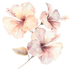 Delicate watercolor illustration of hibiscus