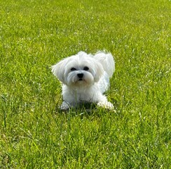 Maltese dog on the green grass