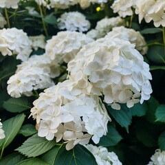 Closeup of white hydrangea flower bush