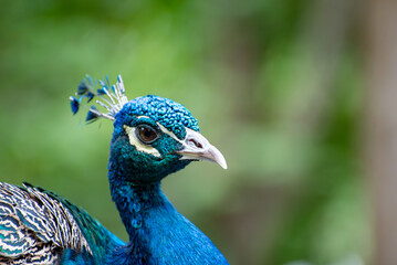 Peacock, details of a beautiful and colorful peacock, natural light, selective focus.