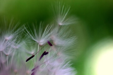 Samen fliegen von einer Pusteblume
