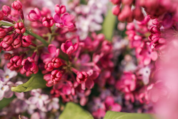 Purple lilac flowers spring blossom background