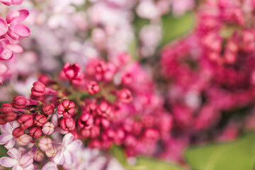 Purple lilac flowers spring blossom background