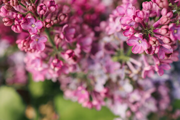 Purple lilac flowers spring blossom background