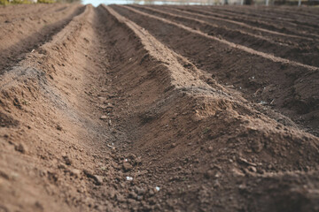 Plowed sown agricultural field with black fertile soil. Spring landscape with agricultural...