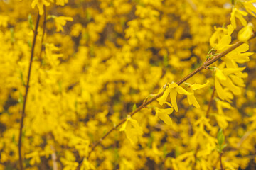 Forsythia flowers, Golden Bell, Border Forsythia (Forsythia x intermedia, europaea) blooming in spring garden bush