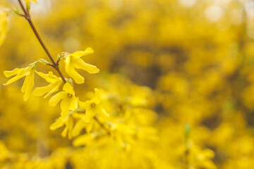 Forsythia flowers, Golden Bell, Border Forsythia (Forsythia x intermedia, europaea) blooming in spring garden bush
