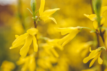 Forsythia flowers, Golden Bell, Border Forsythia (Forsythia x intermedia, europaea) blooming in spring garden bush