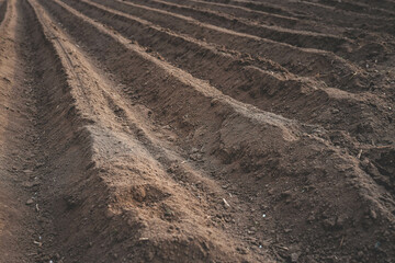 Plowed sown agricultural field with black fertile soil. Spring landscape with agricultural...