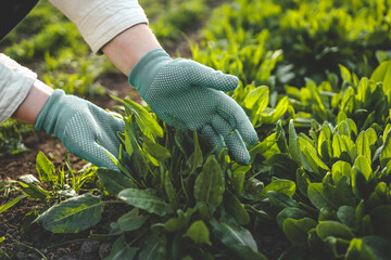 Fresh spinach from the ground. Farmer picking vegetables, organic produce harvested from the...