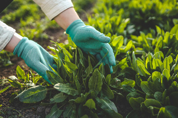 Fresh spinach from the ground. Farmer picking vegetables, organic produce harvested from the...