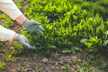 Fresh spinach from the ground. Farmer picking vegetables, organic produce harvested from the...