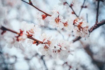 Spring blossom background. Beautiful nature scene with blooming tree on sunny day. Spring flowers