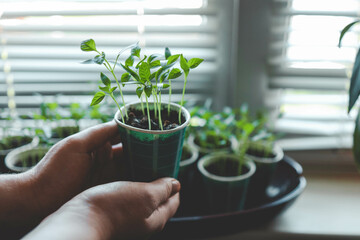 The concept of healthy organic nutrition. A young woman transplants pepper seedlings. Seedlings of...