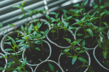 The concept of healthy organic nutrition. A young woman transplants pepper seedlings. Seedlings of the green pepper plant. Spring. The girl is raking the ground around the sprout. Gardening