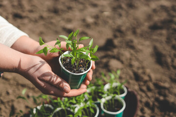 Human hands taking care of a seedling in the soil. New sprout on sunny day in the garden in spring