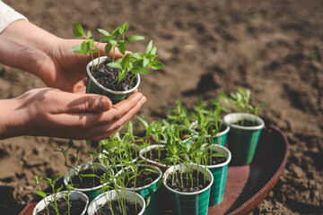 A woman holds pepper seedlings in her hands against the backdrop of a vegetable garden.
